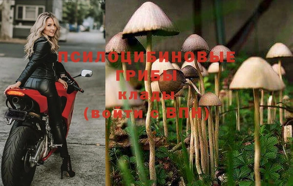 гидра Корсаков